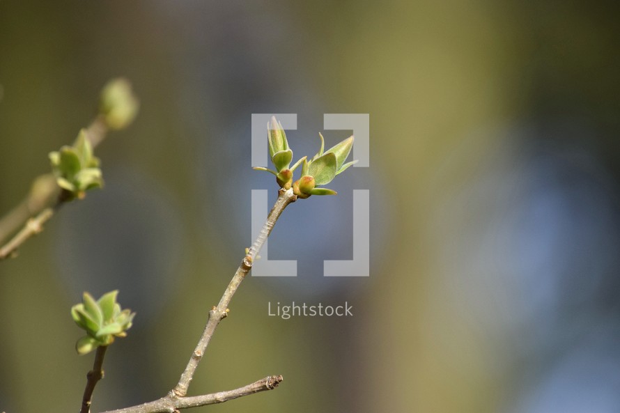 Lilac buds emerging in spring