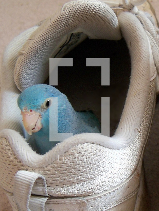 A Pacific Blue Parrotlet Parrot peers out from playing in a tennis shoe with a curious look on its face after playing and having fun exploring in a shoe. Birds make wonderful pets and shoe great love, trust and friendship to their human owners. One cannot help but wonder how the animals just have bonded with Adam and Even in the Garden of Eden. Animals then had no fear of men and could talk and fellowship with humans so there was no lack of communication, companionship or lack of trust in God's perfect creation. When we find loving animals as pets,  it is a reminder of the time when God created all of Creation and all of nature was in harmony together. 