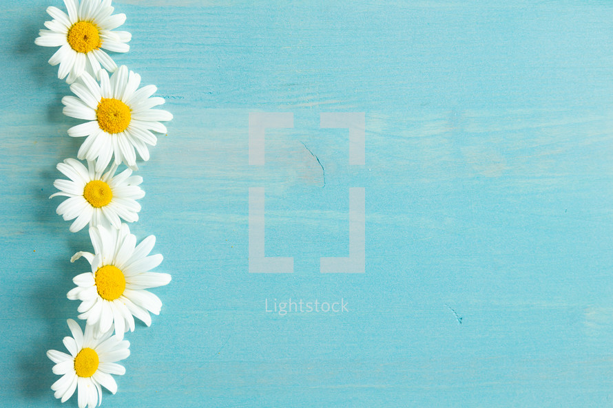 white daisies on a blue wood background 