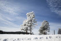 snow on trees 