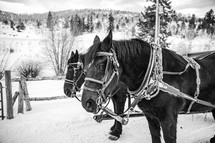 horses in saddles in the snow 