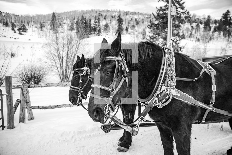 horses in saddles in the snow 
