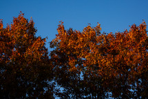 Fall tree in the sunlight