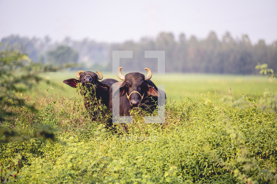 Cows in India