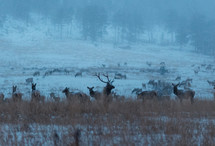 Elk walking and grazing across the snowy mountains of Colorado 