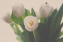 white tulips in a vase 