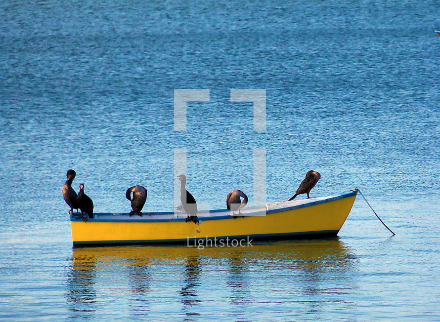 A group of six birds sit on a rowboat to groom and clean their feathers after an afternoon of fishing to get some sun, dry their feathers and groom in the afternoon sunlight to warm up and hang out together. 