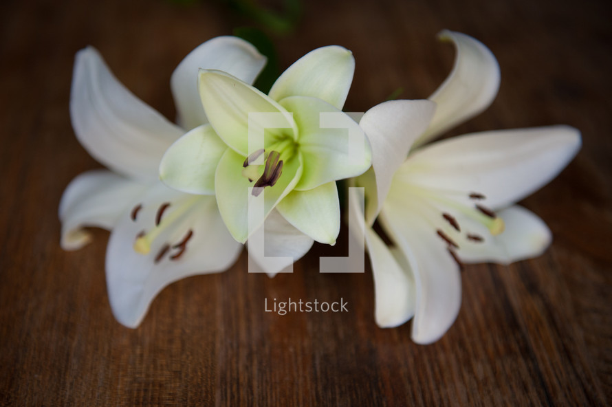 Easter lilies 