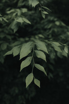 green leaves outdoors 