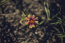 flower in dirt 