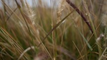 grasses in a field closeup 