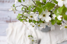 vase of white dogwood flowers 