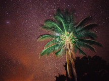 A lone palm tree against a starry sky.
