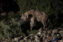 hyena 