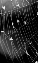 flies in a spider web