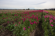 Rows of growing flowers on a farm
