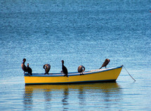 A group of six birds sit on a rowboat to groom and clean their feathers after an afternoon of fishing to get some sun, dry their feathers and groom in the afternoon sunlight to warm up and hang out together. 