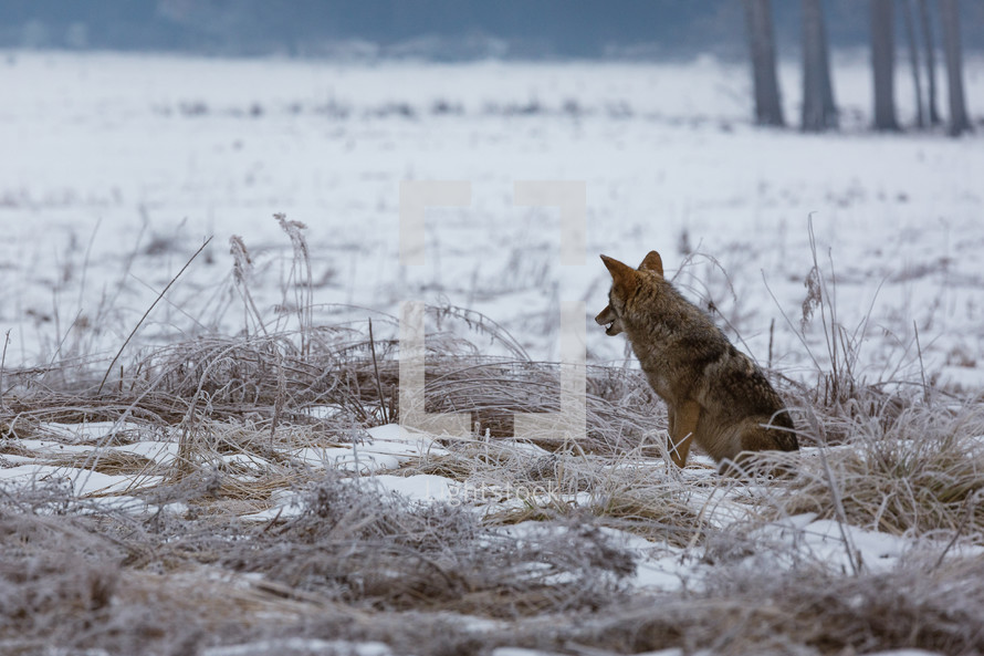 Wolf in a snowy field