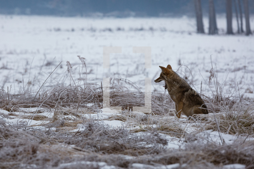 Wolf in a snowy field
