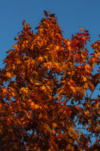 Bright orange fall tree