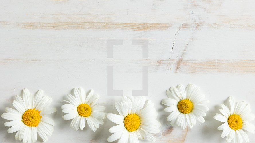 white daisies on a white wood background 