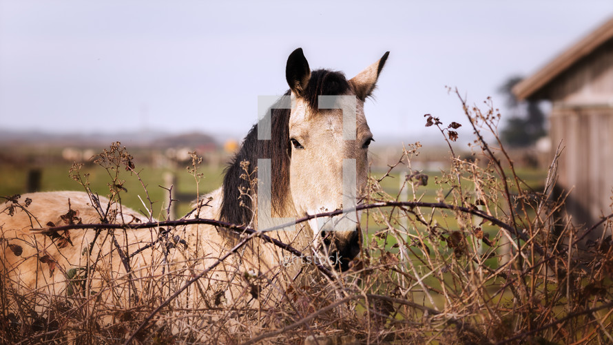 horse on a farm 