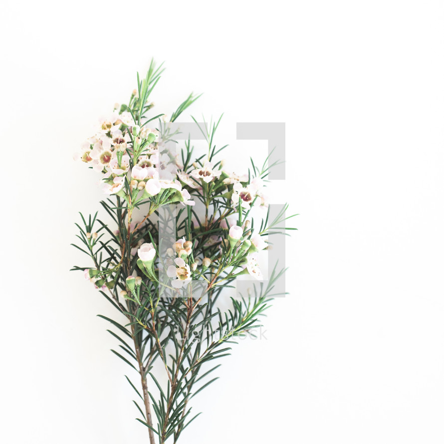sprig with flowers 