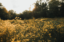 yellow wildflowers in a field 