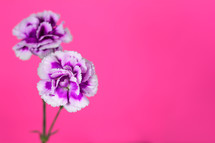 purple carnations against a pink background 