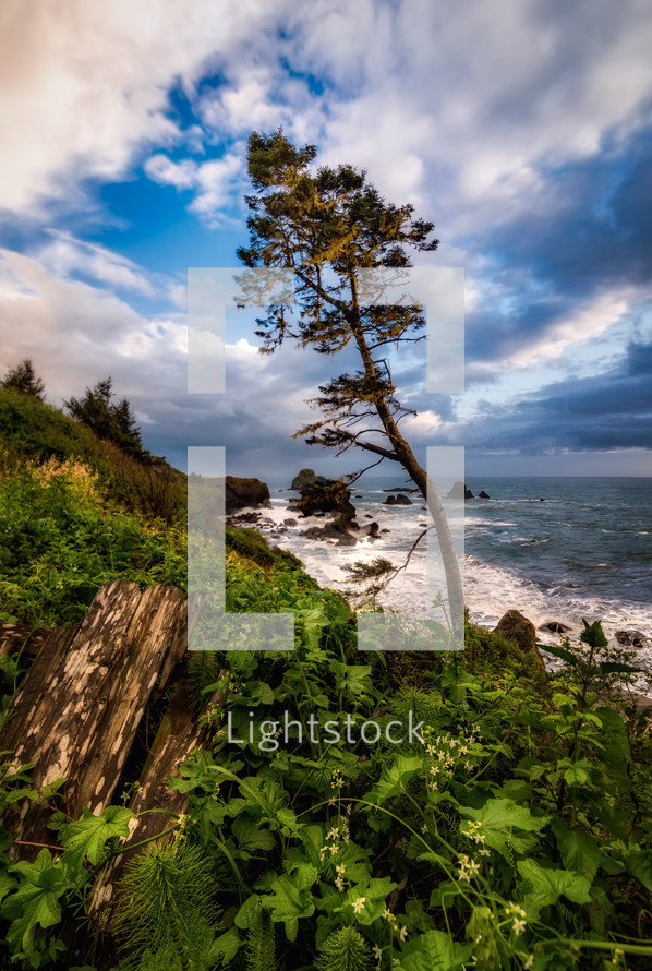 lonely tree on a shoreline 