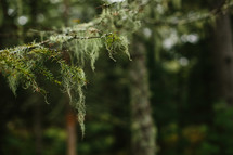 Spanish moss on a pine branch 