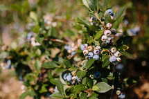 blueberry bush 