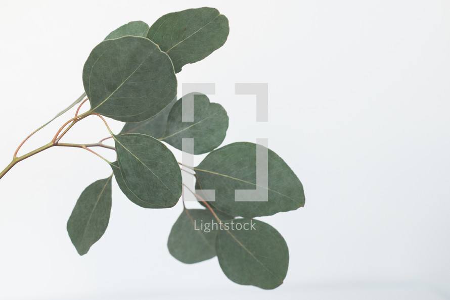 green leaves on a white background 