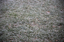 Light snow on grass