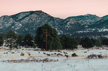 Elk walking and grazing across the snowy mountains of Colorado 