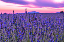 Valensole. Sunset over the fields of lavender in the Provence