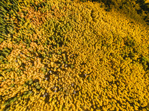 aerial view over a yellow fall forest 