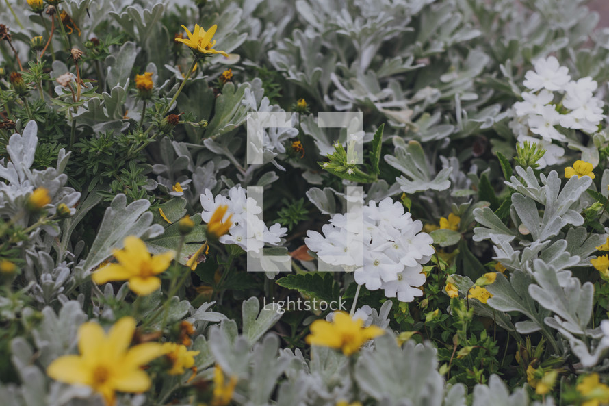 green leaves and white and yellow flowers 