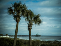 palm trees and pier 