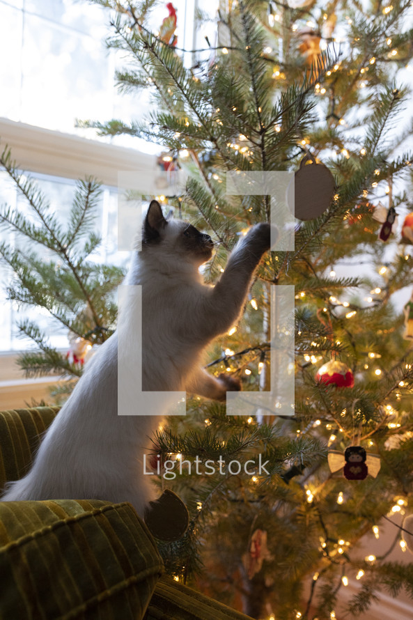 cat playing with ornaments