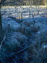 frost on grasses 