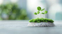 Young green plants sprouting from moss on a small rocky surface, symbolizing growth and sustainability. Blurred green background enhances the natural setting.