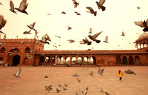 pigeons in India 
