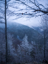 a foggy winter mountain forest 
