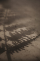 shadow of a fern 