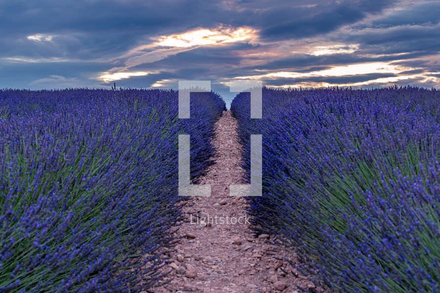 French landscape - Valensole. Sunset over the fields of lavender in the Provence