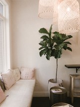 fiddle fig tree next to a window bench 