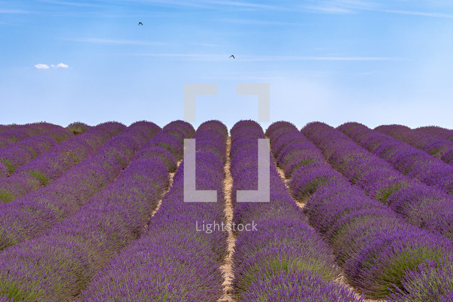 fields of lavender 