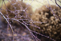 wet branches 