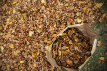 Bagging up fall leaves
